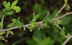 Erythrococca menyharthii