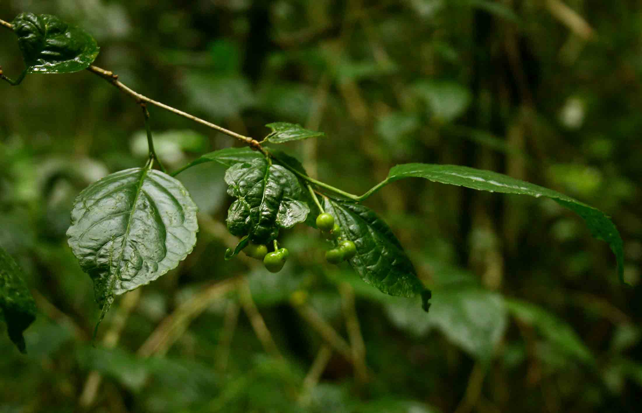 Erythrococca polyandra