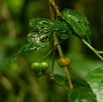 Erythrococca polyandra