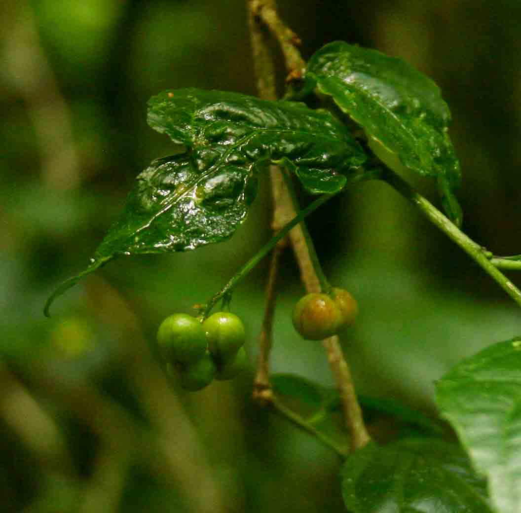 Erythrococca polyandra