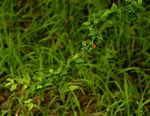 Erythrococca trichogyne var. trichogyne