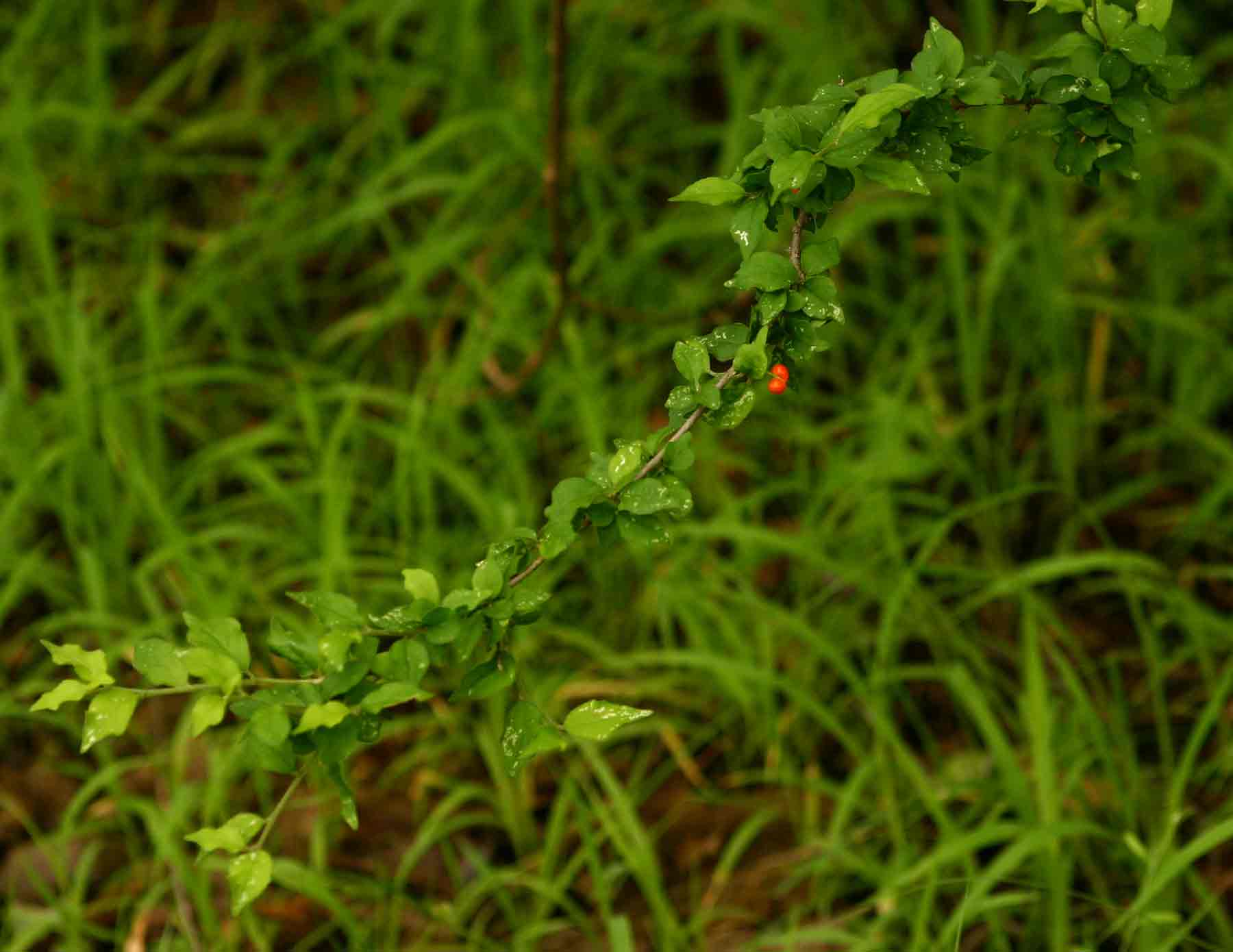 Erythrococca trichogyne var. trichogyne