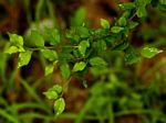 Erythrococca trichogyne var. trichogyne