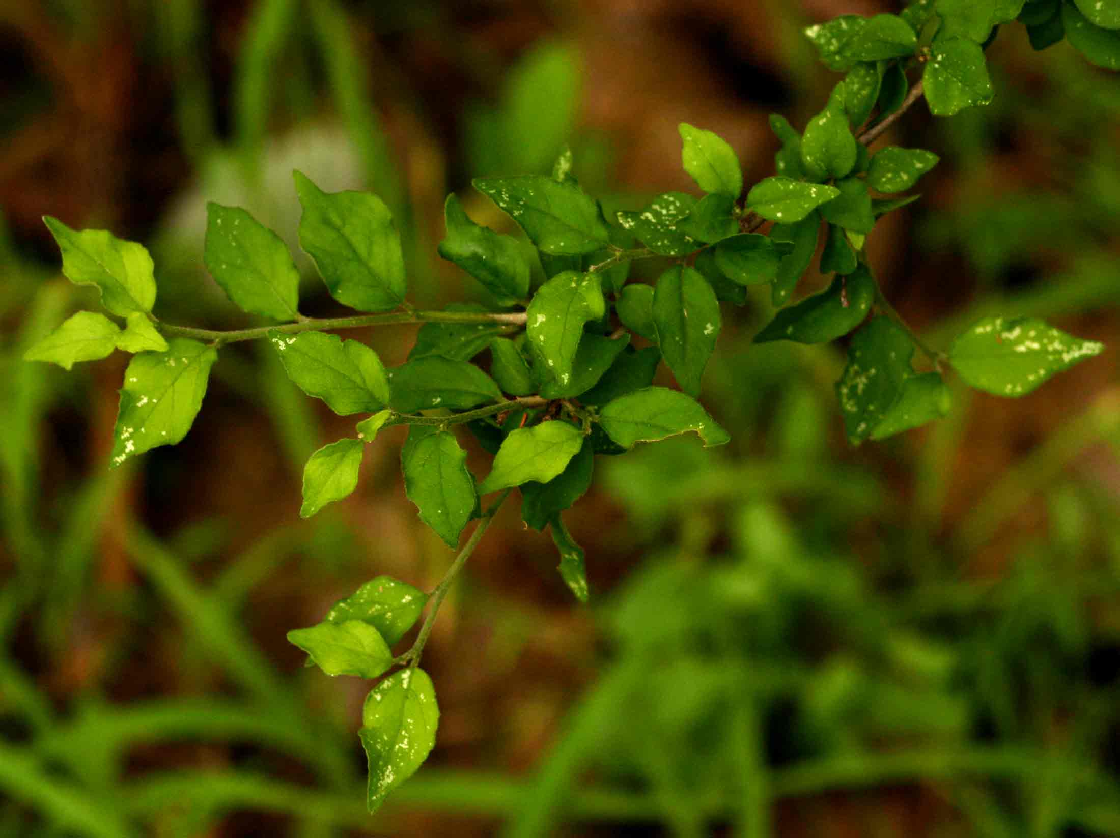 Erythrococca trichogyne var. trichogyne