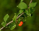 Erythrococca trichogyne var. trichogyne