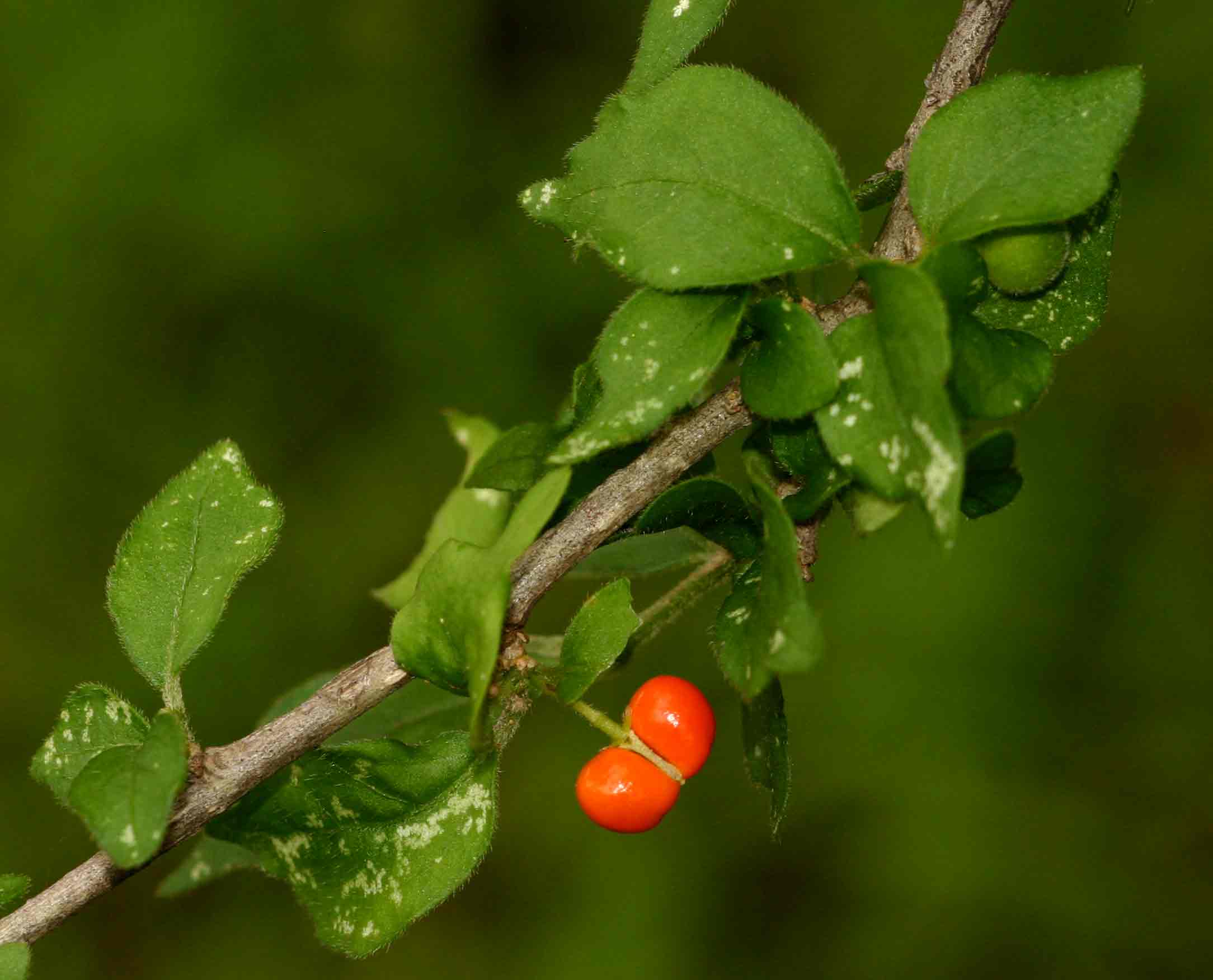 Erythrococca trichogyne var. trichogyne
