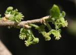 Erythrococca trichogyne var. trichogyne