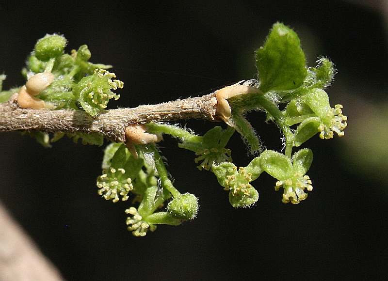 Erythrococca trichogyne var. trichogyne