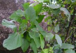 Mallotus oppositifolius var. oppositifolius