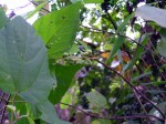 Mallotus oppositifolius var. oppositifolius