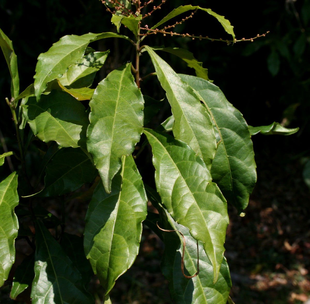 Alchornea hirtella