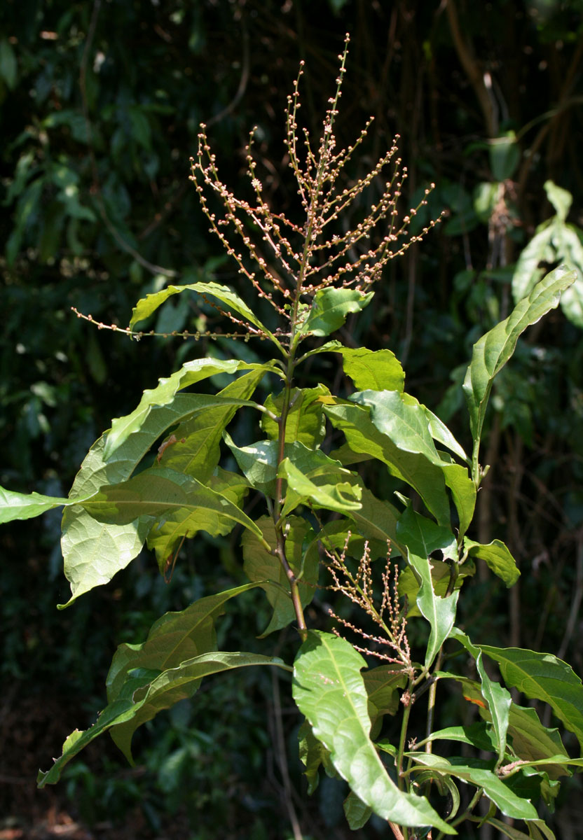 Alchornea hirtella