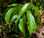 Alchornea laxiflora