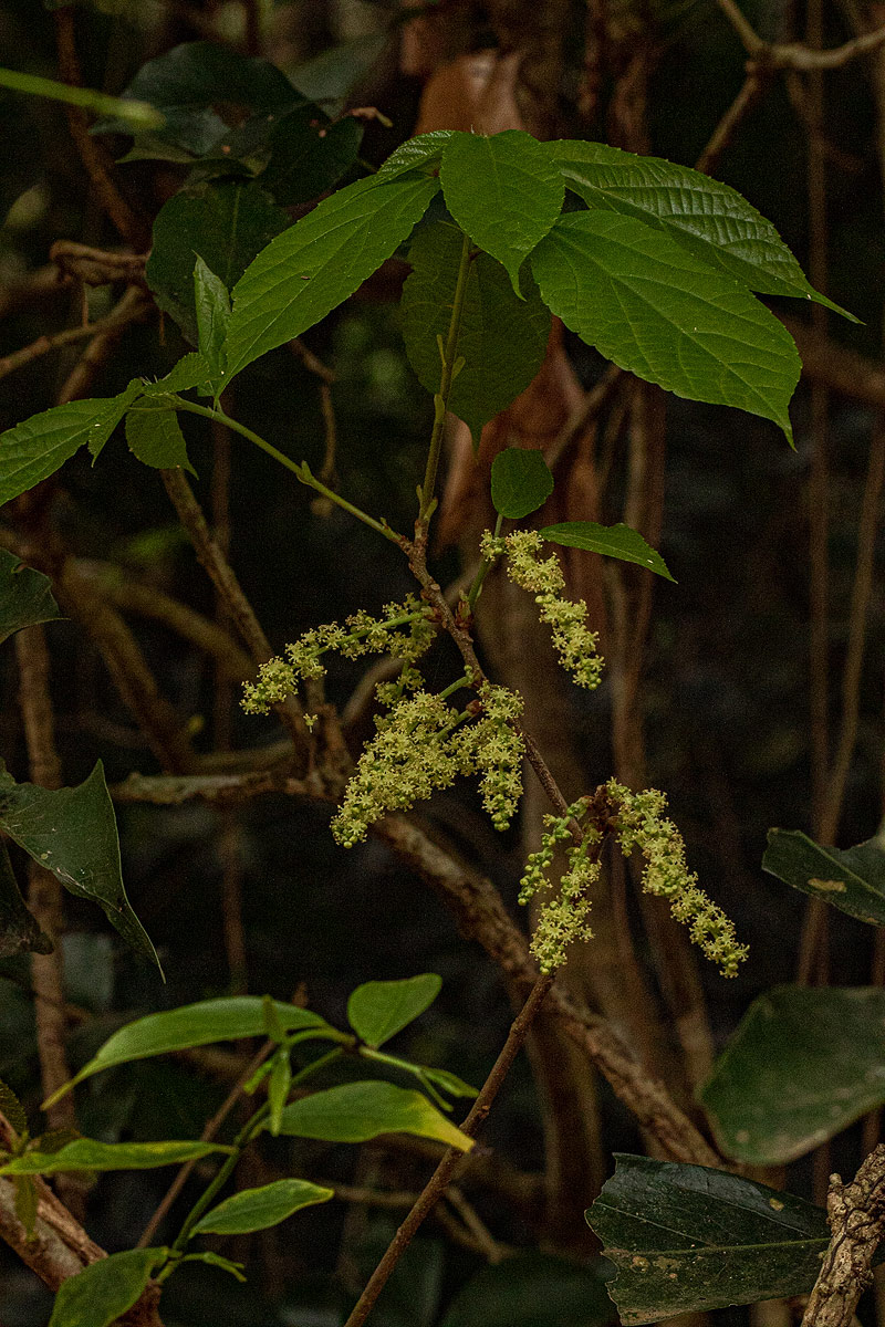 Alchornea laxiflora