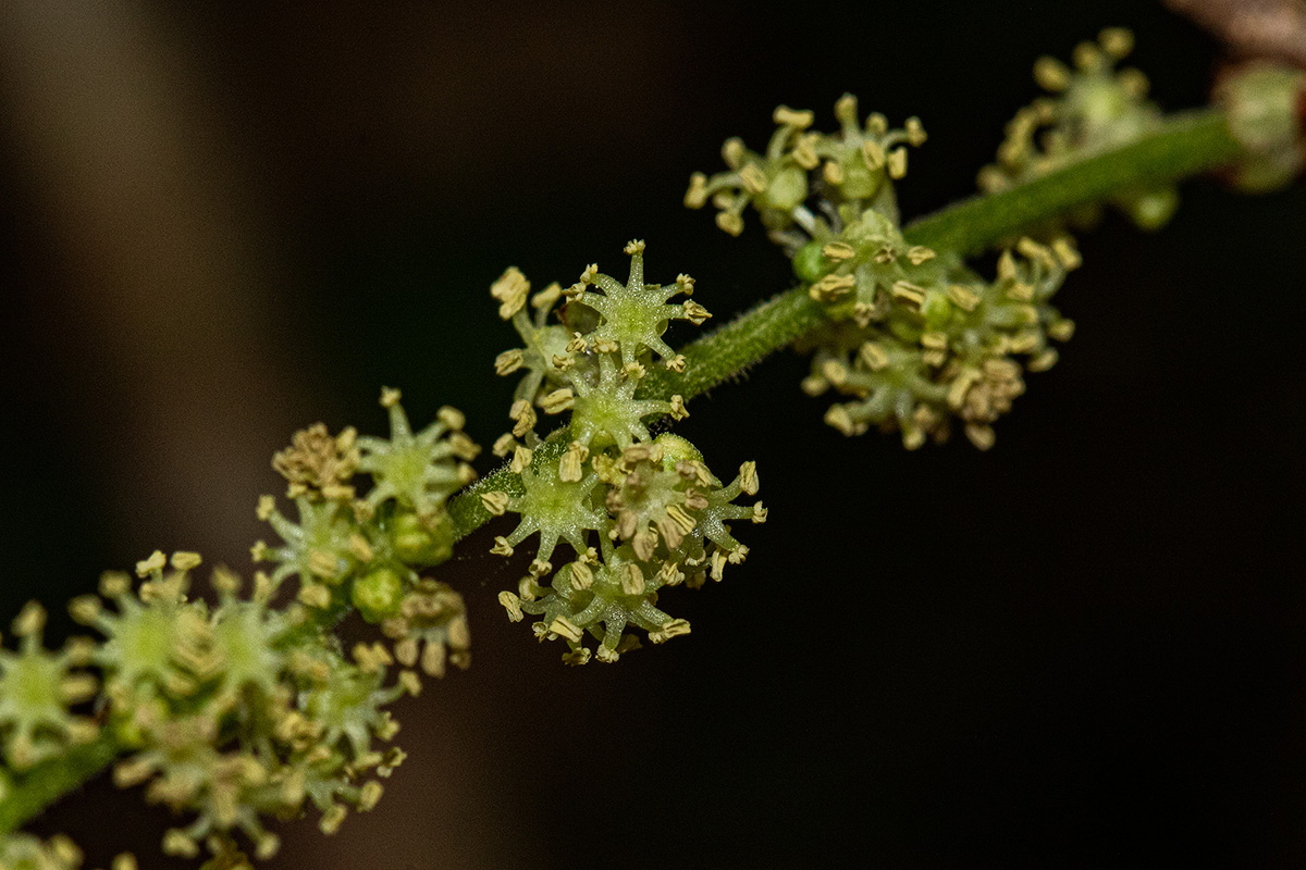 Alchornea laxiflora