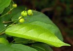 Alchornea laxiflora
