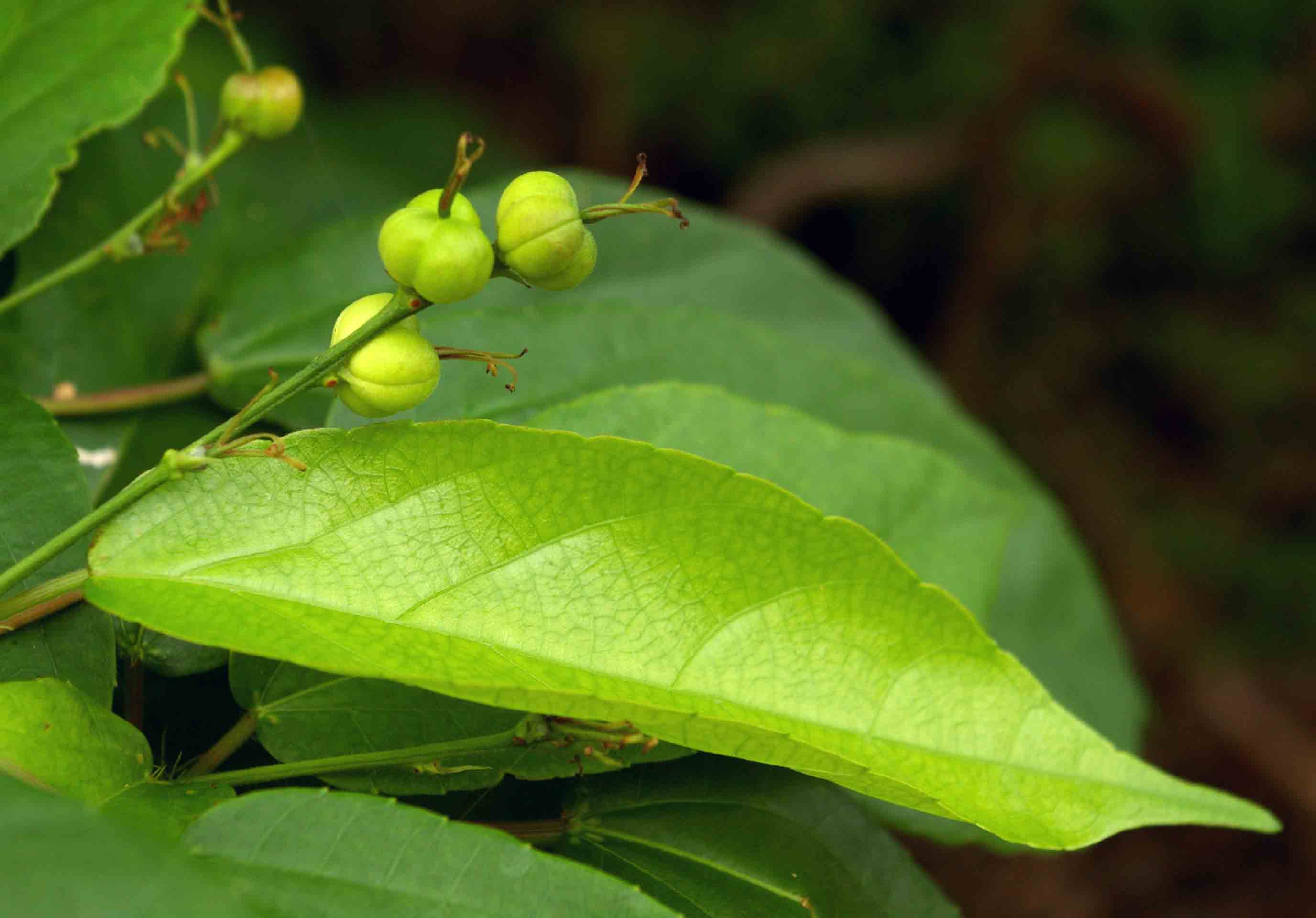 Alchornea laxiflora