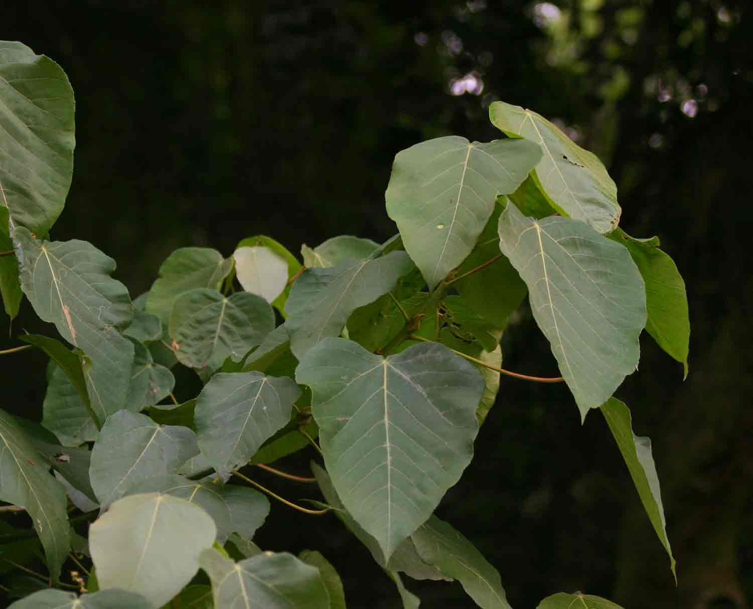 Macaranga capensis