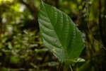 Macaranga mellifera