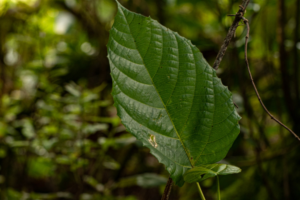 Macaranga mellifera