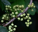 Macaranga mellifera
