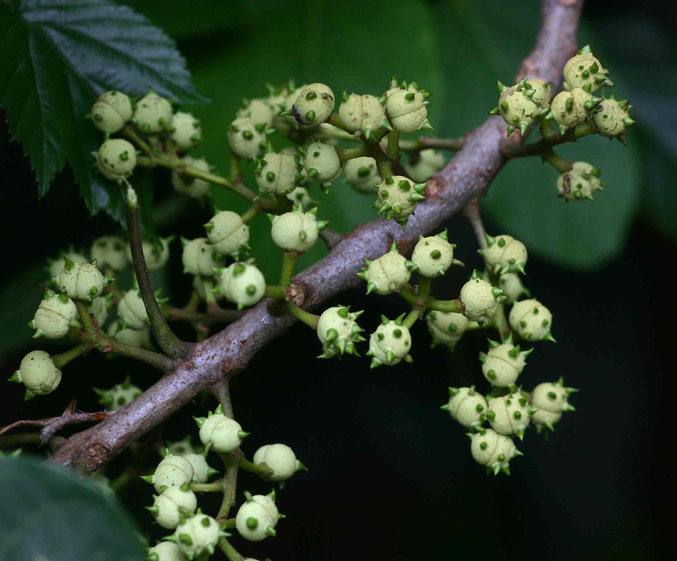 Macaranga mellifera