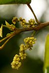 Macaranga mellifera