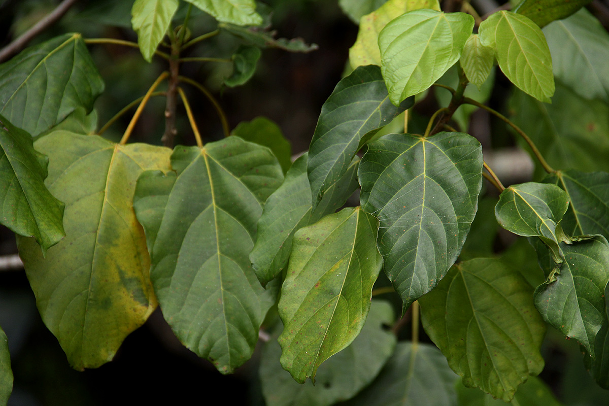 Macaranga mellifera