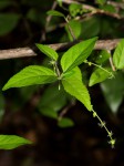 Acalypha acrogyna