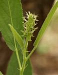 Acalypha allenii