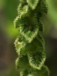 Acalypha allenii