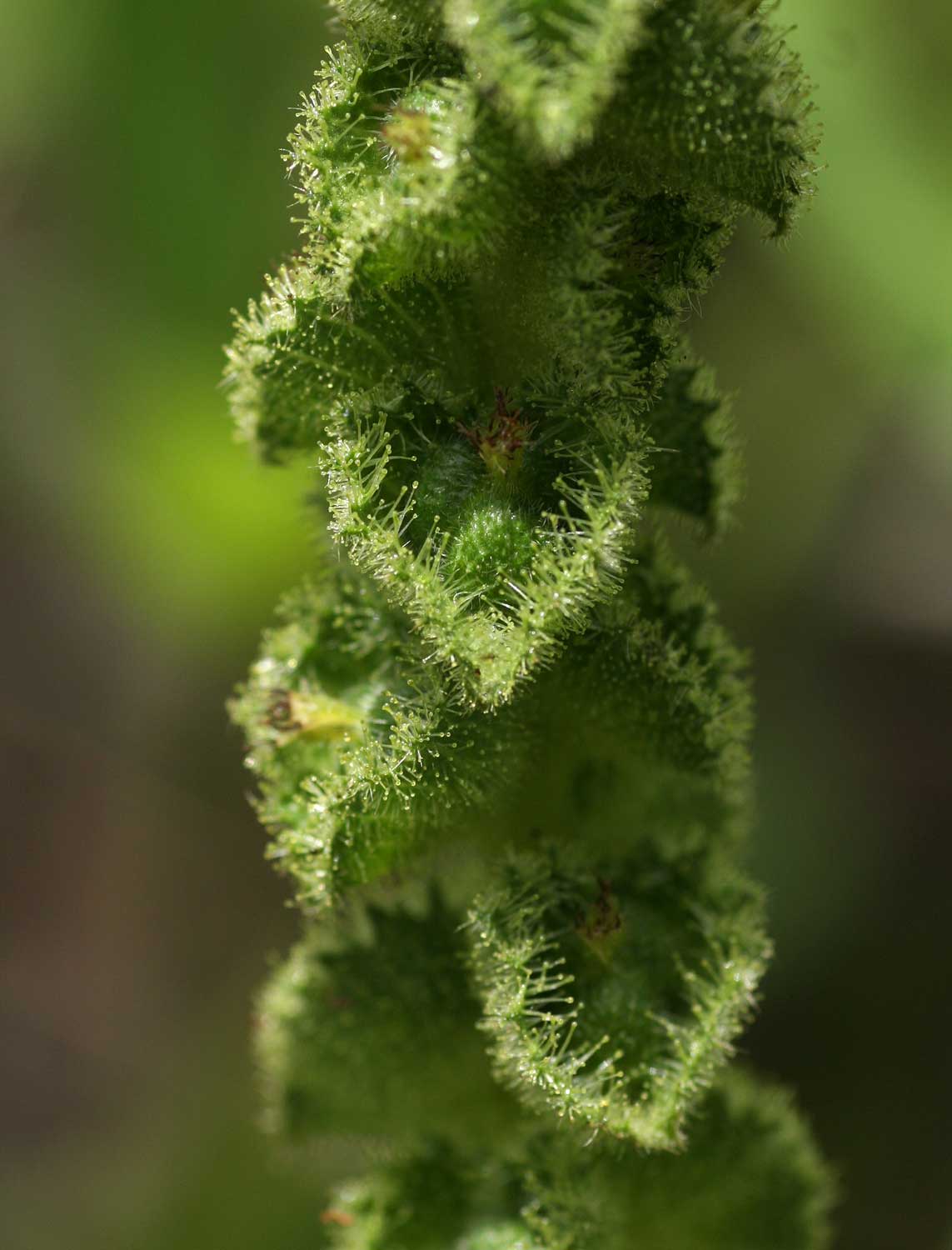 Acalypha allenii
