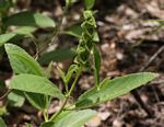 Acalypha allenii