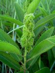 Acalypha allenii