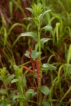 Acalypha caperonioides