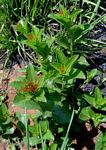 Acalypha caperonioides