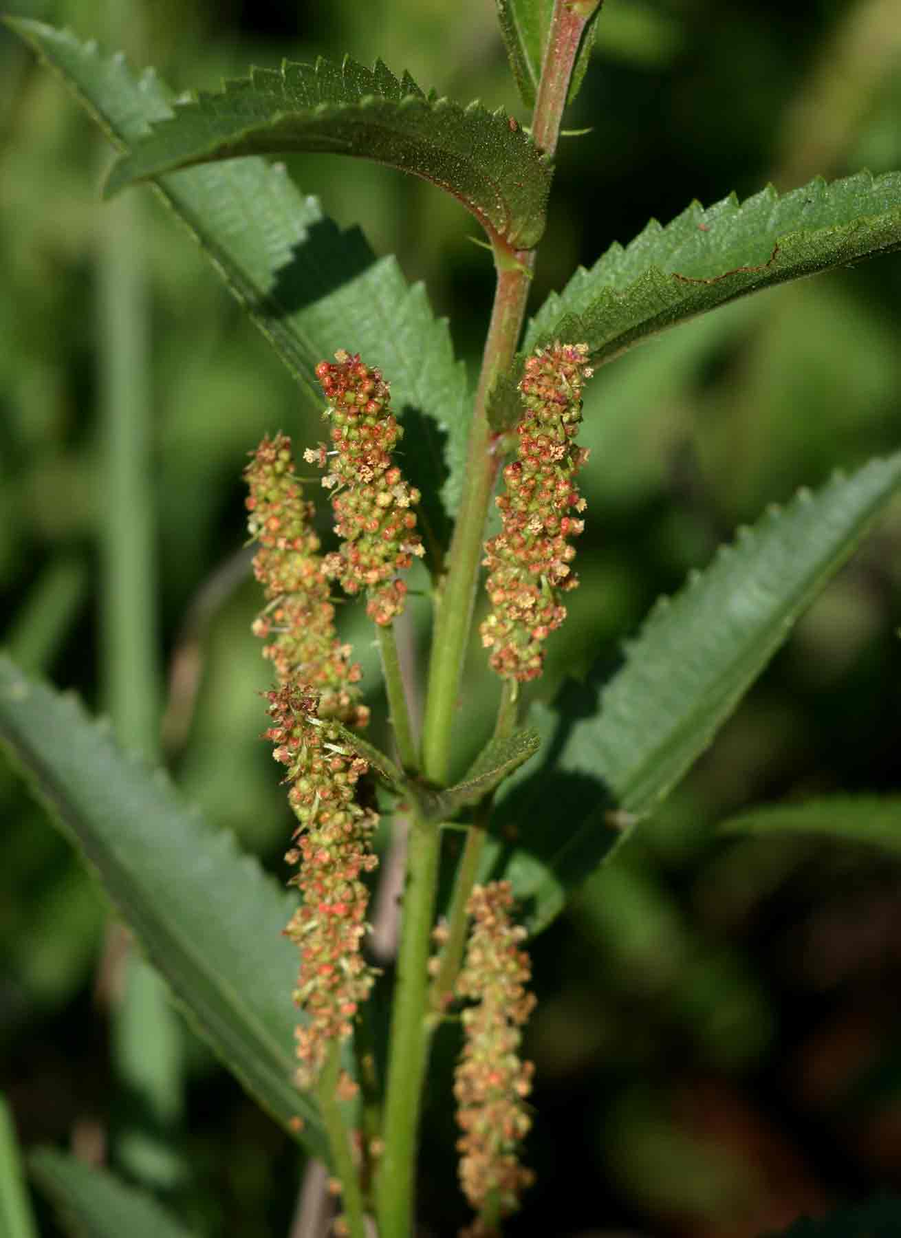 Acalypha caperonioides
