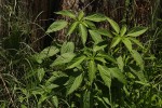 Acalypha ciliata
