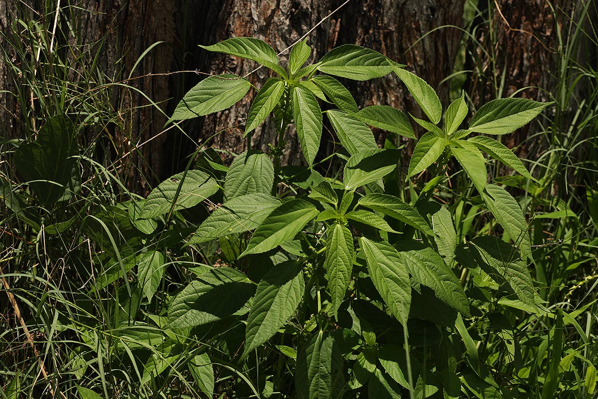 Acalypha ciliata