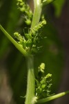 Acalypha ciliata