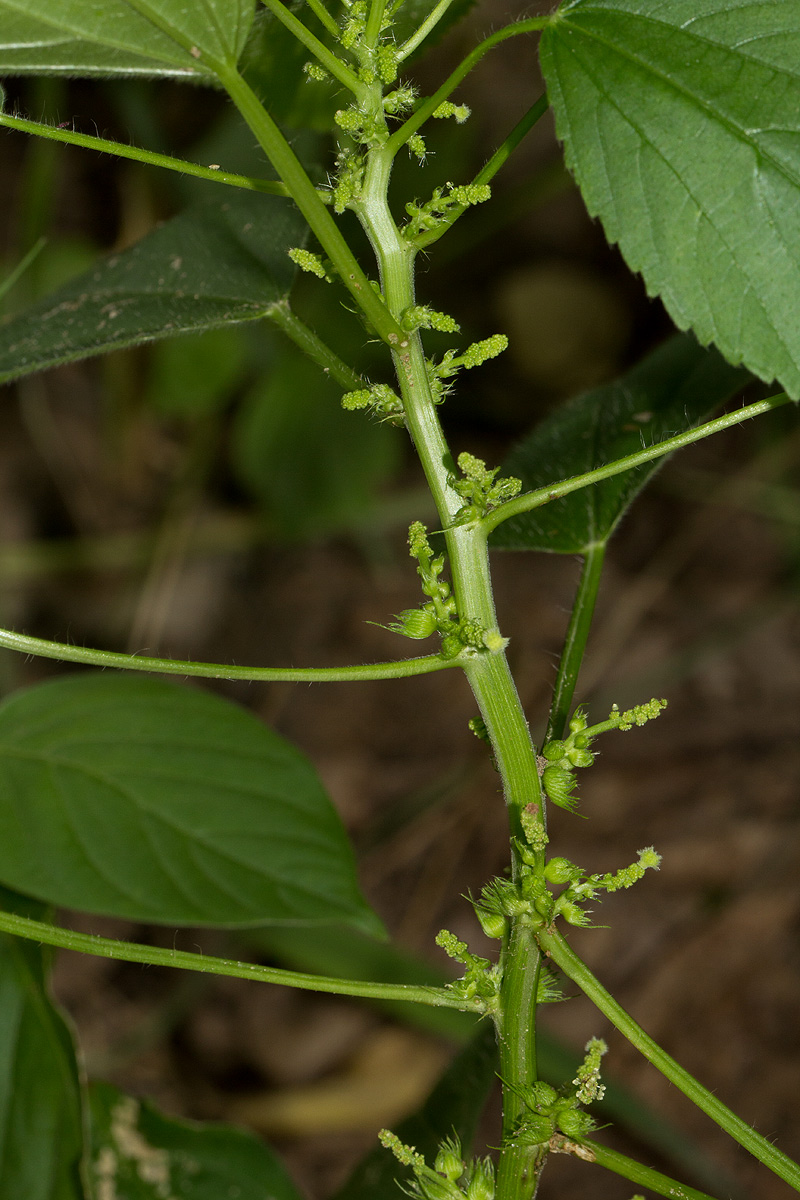 Acalypha ciliata