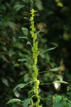 Acalypha fimbriata