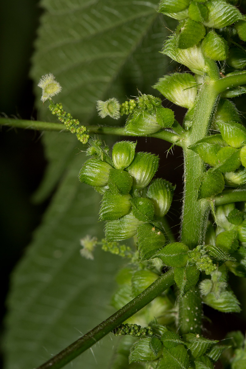 Acalypha fimbriata