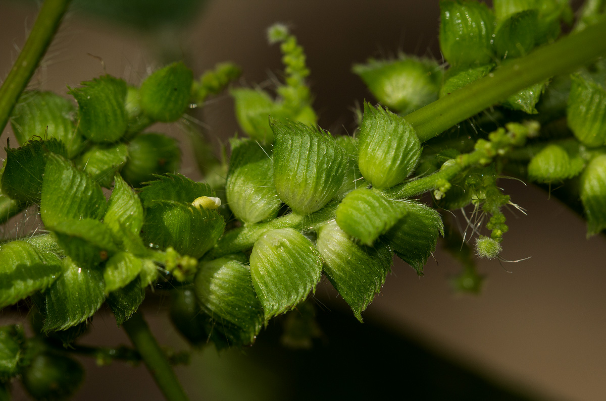 Acalypha fimbriata