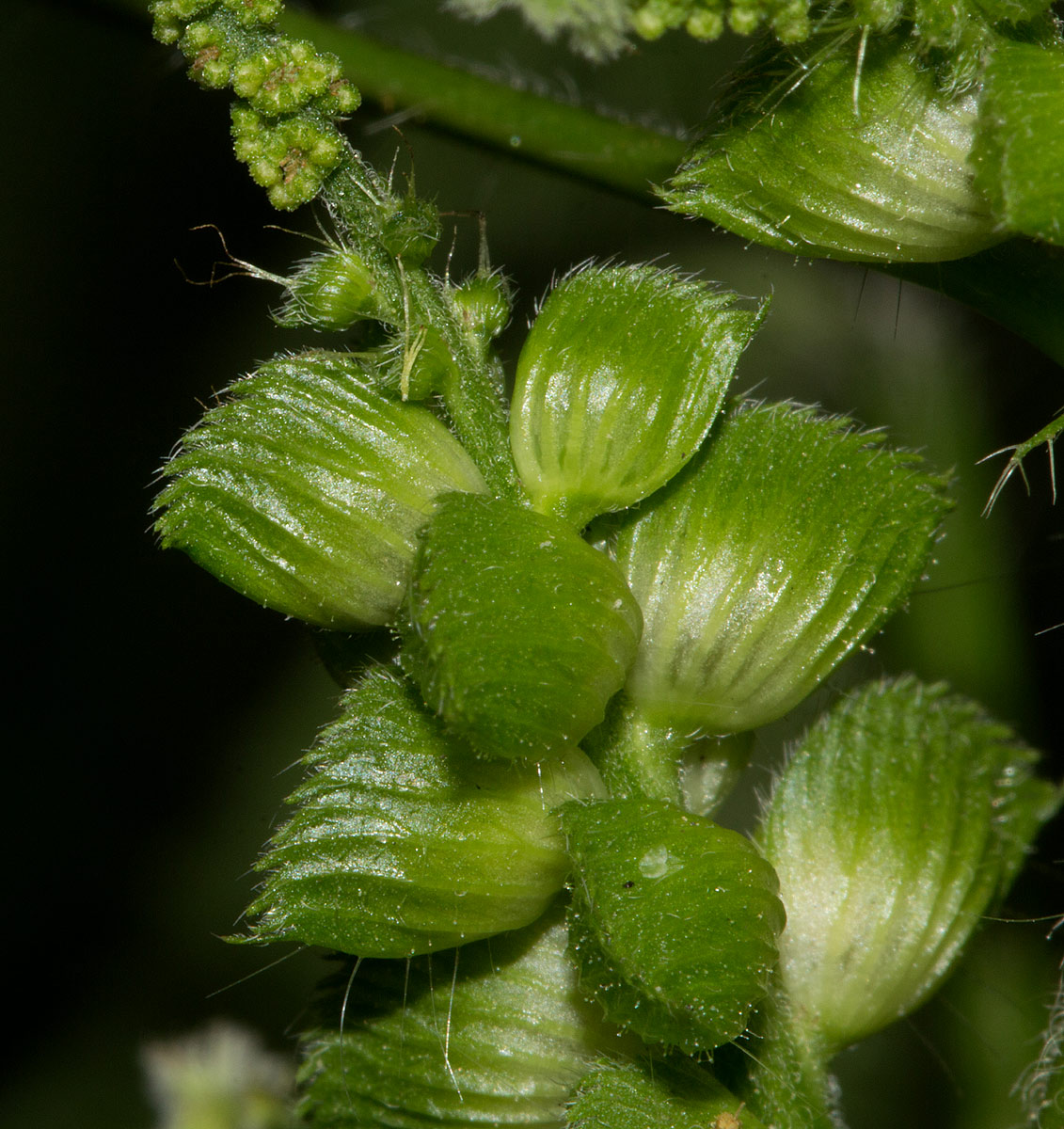 Acalypha fimbriata