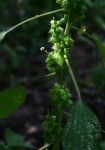 Acalypha fimbriata