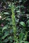 Acalypha fimbriata