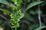 Acalypha fimbriata