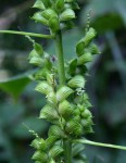 Acalypha fimbriata