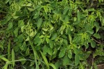 Acalypha indica